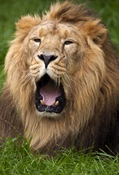 close up of ferocious lion
