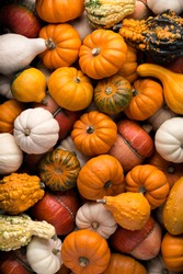 Backgrounds and textures: a lot of multicolor pumpkins, seasonal autumn decorative background