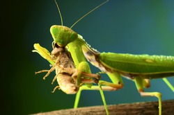 Green mantis eats a grasshopper