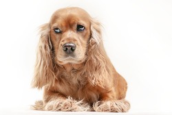 Portrait of a cocker spaniel on the white background