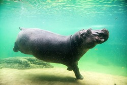Hippo underwater, hippopotamus in water through glass