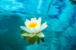 White lotus on surface of lake. Water lily.