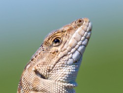 close-up lizard head on human hand.
