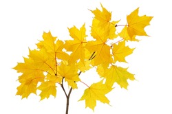 Maple branch with bright yellow leaves isolated on white background