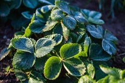 Strawberry leaves covered with frost in a cold autumn morning in the garden. Beautiful natural countryside landscape with strong blurry background.