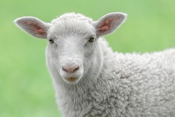 Face of a white lamb looking at you with bright green background