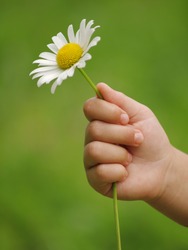 Little hand with daisy