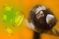 Monkeypox concept. Monkeypox is a viral zoonotic disease. MPXV virus. The spread of the disease from wild animals. Monkeypox virus flies around the monkey.