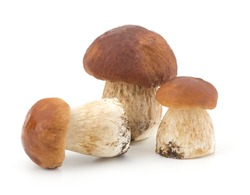 Boletus edulis mushroom isolated on white background close up