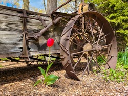 single red tulip by rusty farm wagon wheel