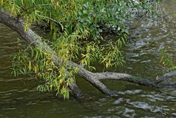 Black willow tree branch submerged in water