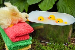 duckling watching rubber ducks in tub