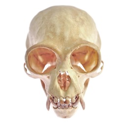 skull of animal isolated on white