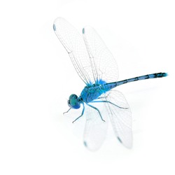 Colorful dragonfly isolated on white background