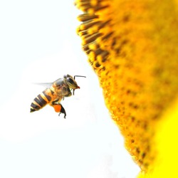 A Bee hovering while collecting pollen from sunflower blossom. Hairs on Bee are covered in yellow pollen as are it's legs. 