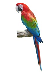 beautiful red and green macaw isolated on white background