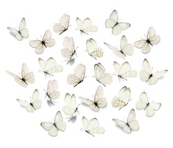 Big set White Butterfly isolated on white background.