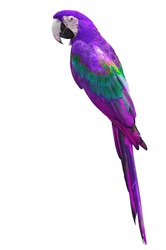 beautiful purple macaw isolated on white background