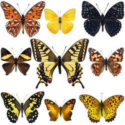 Collection of colorful butterfly isolated on white background
