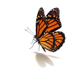 Beautiful monarch butterfly isolated on white background