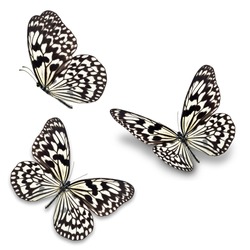 Three black and white butterfly, isolated on white background