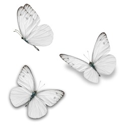 Beautiful three white butterfly isolated on white background.