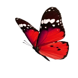 Beautiful red monarch butterfly isolated on white background.