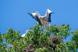 stork nest on top of a tree