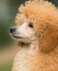 Portrait of a female apricot poodle dog