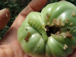 Green Noctua Caterpillar Eating a Green Tomato