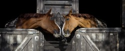 Two beautiful horses flirting.