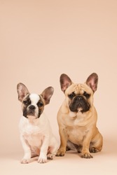 French bulldogs laying in studio on pastel color beige background