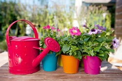 Petunia flowers and watering can with many colors