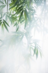 Green bamboo in the fog with stems and leaves behind frosted glass. Nature exotic background
