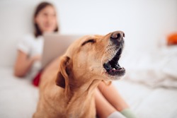 Small brown dog lying on the bed by the girl using laptop and barking