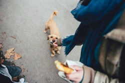 Woman feeding a dog in the street