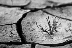 grass, dry, cracked earth, hunger