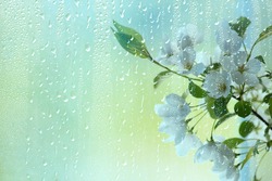 spring flowers rain drops, abstract blurred background flowers fresh rain