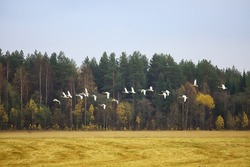 autumn landscape, a flock of swans in the forest, migratory birds, seasonal migration in October