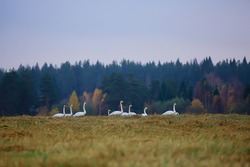 autumn landscape, a flock of swans in the forest, migratory birds, seasonal migration in October
