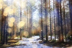 abstract seasonal landscape early spring in forest, sun rays and glare nature view