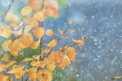abstract autumn background rain leaves wallpaper park