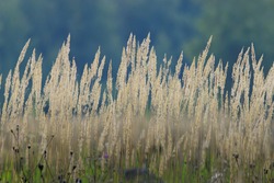 Autumn dry grass background texture