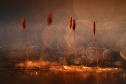 abstract blurred natural background orange dandelion seeds