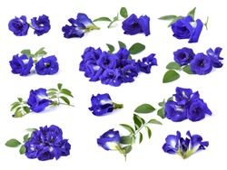 Butterfly Pea flower on white background 