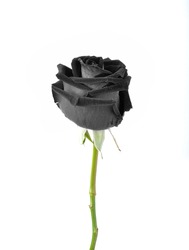 Black rose isolated on white background.