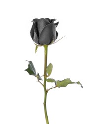 Black rose isolated on white background