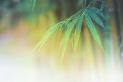 bamboo leaves or bamboo forest ,abstract background
