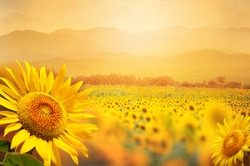Beautiful field of blooming sunflowers against sunset golden light and blurry  mountains landscape background