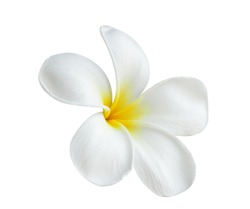 Blooming phumelia or Champa flower isolated with clipping path on white  background